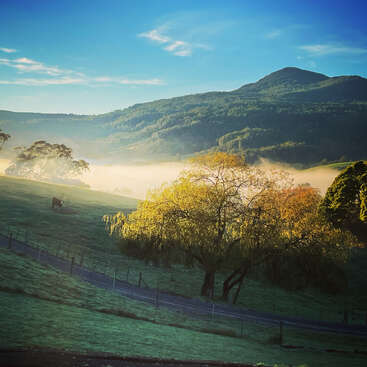 Uma paisagem rural serena ao nascer do sol, com colinas onduladas, neblina, uma vaca solitária pastando, grama verde vibrante, árvores e um céu azul claro e tranquilo.