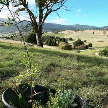 A scenic rural landscape features rolling green hills, a large lone tree, a container of young plants, distant forests, clear blue sky, and scattered clouds.