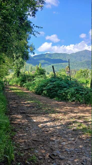 Un chemin de terre ensoleillé serpente à travers une verdure luxuriante, menant vers des montagnes boisées lointaines, sous un ciel bleu vif parsemé de nuages blancs cotonneux. Scène de campagne paisible.