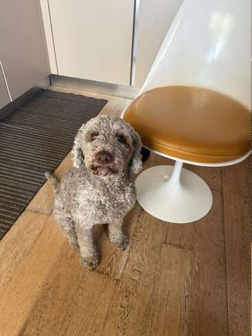 A curly-haired dog sits on a wooden floor beside a modern white chair with a tan seat, in a bright kitchen with cabinets and a textured rug.