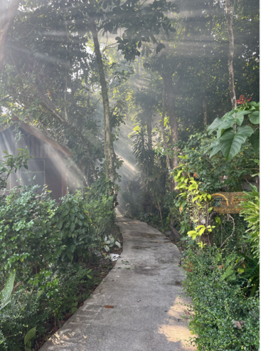 Das Bild zeigt einen ruhigen Betonweg, der sich durch einen üppigen Wald schlängelt, flankiert von lebhaftem Grün und Bäumen, durch deren Laub das Sonnenlicht fällt.