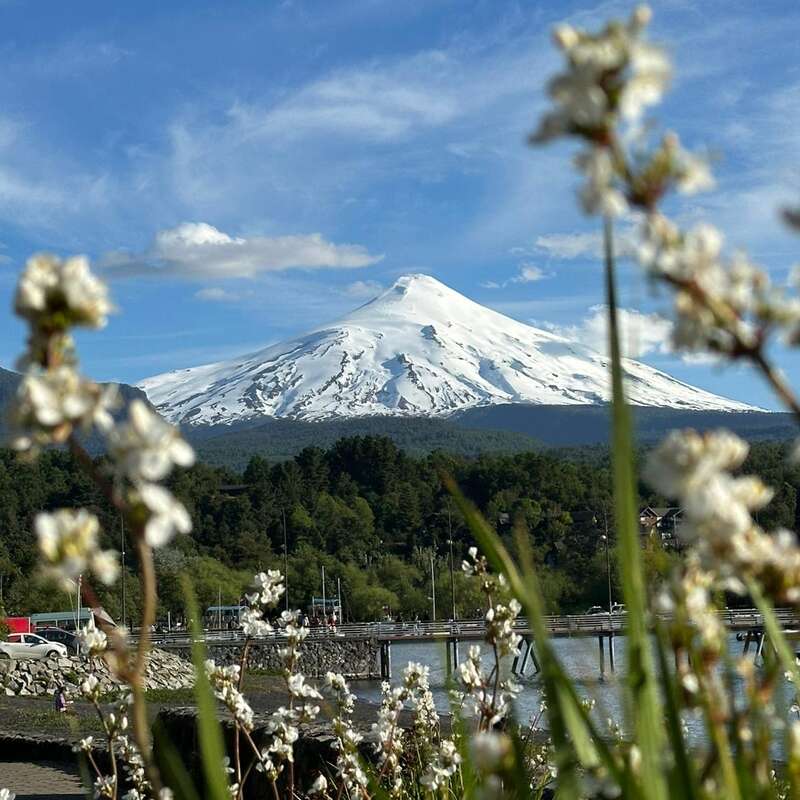 Snow-capped volcano dominates the background, with blue skies above. Blossoming white flowers in the foreground. Lush green forest, water, and a bridge below. Serene landscape.