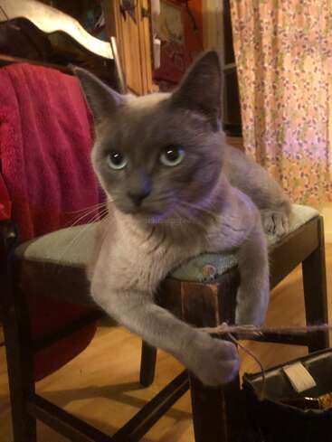 A gray cat with striking blue eyes lounges on a chair, holding a piece of string. Cozy, colorful room with patterned curtains and a red blanket.
