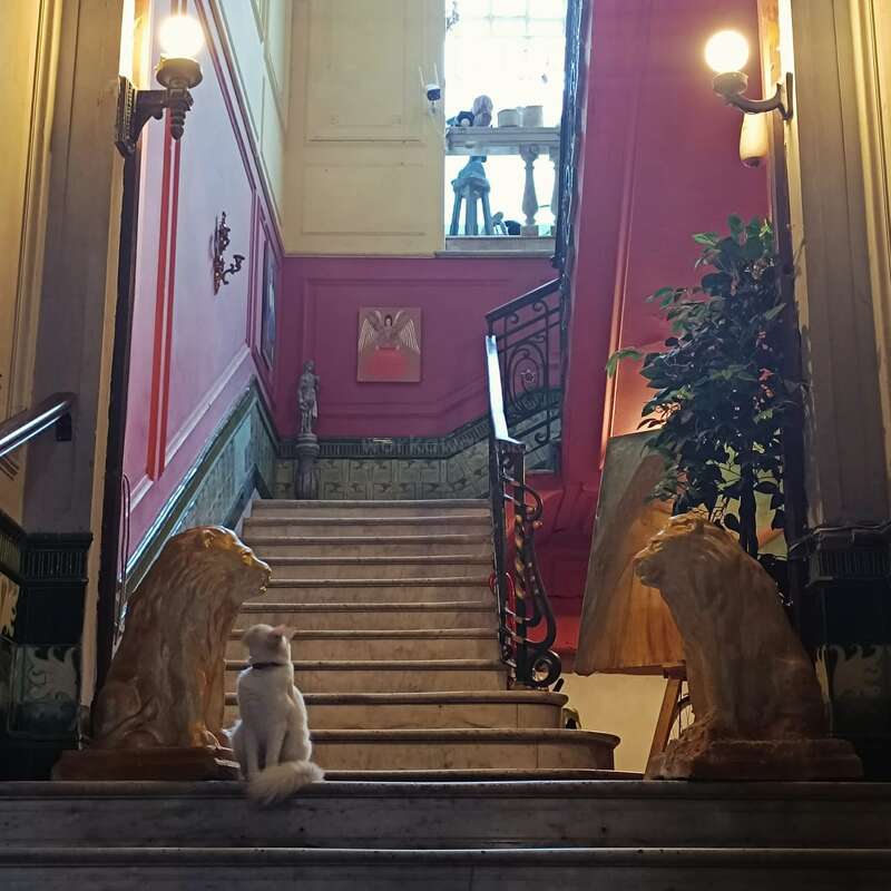 A fluffy white cat sits on marble stairs between two lion statues in a grand, ornately decorated hallway with red walls, green plants, and bright lamps.