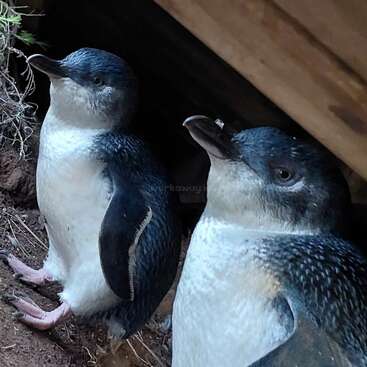 The image depicts two penguins standing on the ground, facing opposite directions, with a wooden structure in the background and a watermark reading \"workaway\".