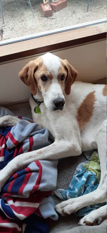 The image depicts a dog lying on the floor, with its head resting on a pillow, surrounded by a blanket and a pillow, in a cozy and comfortable setting.