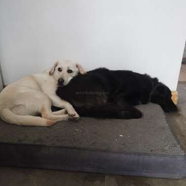 Dois cães estão descansando juntos em uma cama cinza para cães. O cão de cor clara tem a cabeça carinhosamente colocada sobre o cão preto, ambos parecendo aconchegados e tranquilos.