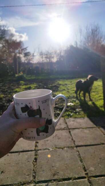 Uma pessoa segura uma caneca de cachorro "Scotty" em direção a um jardim iluminado pelo sol. Um cachorro está na grama, com sombras projetadas, desfrutando de uma manhã tranquila ao ar livre.