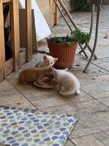 Três gatinhos fofos estão reunidos num pátio de azulejos, comendo curiosamente de um prato compartilhado. Perto dali, um vaso de planta e um tapete estampado completam a cena aconchegante.