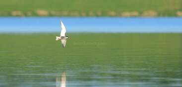 Un pájaro solitario vuela con elegancia sobre un lago tranquilo y verde, con su reflejo en el agua. Al fondo se divisan colinas cubiertas de hierba y una costa azul.