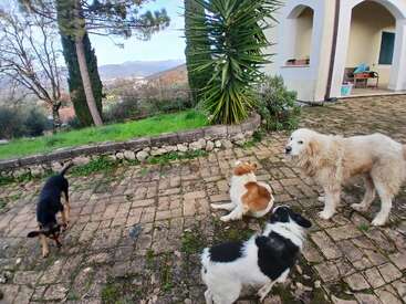Four dogs are gathered on a stone patio outside a house, surrounded by greenery and trees, with mountains and a scenic view in the background.