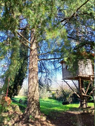 A bright, sunny day in a lush green garden with tall trees, a charming wooden treehouse, and a hanging tire swing inviting playful outdoor adventures.