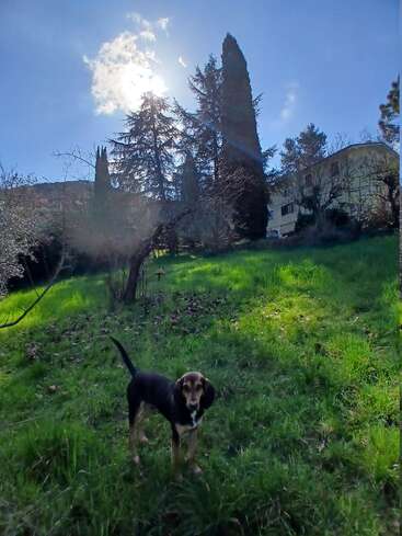 A black and brown dog stands on a sunlit grassy hill. Tall trees and a house are in the background. The sky is bright blue.