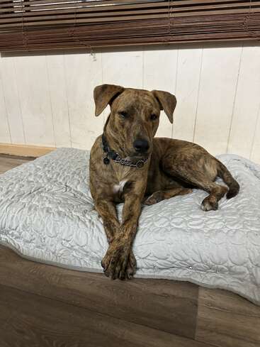 Un perro atigrado yace tranquilamente sobre una cama acolchada clara, con las patas cruzadas con elegancia. Detrás, las paredes con paneles blancos y las persianas marrones crean un ambiente interior acogedor.
