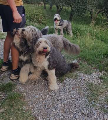 Drei flauschige, grau-weiße Hunde sind draußen auf einem Kiesweg. Zwei von ihnen schmiegen sich liebevoll an eine Person, einer steht im grasbewachsenen Hintergrund – alle sind verspielt.