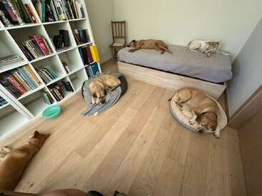 Fünf Hunde schlafen friedlich auf Betten und dem Boden in einem gemütlichen Raum mit Holzböden, Bücherregalen voller Bücher und einem Stuhl.