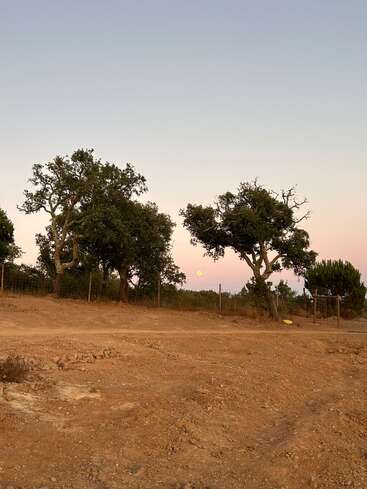 Zwei große Bäume stehen auf trockenem, staubigem Boden unter einem blassen Abendhimmel. Der Vollmond geht in der Nähe des Horizonts auf und leuchtet sanft hinter einem Drahtzaun.