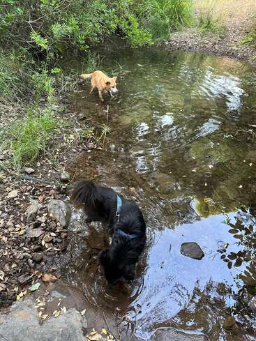 Zwei Hunde, ein schwarzer und ein hellbrauner, erkunden einen flachen Bach, der von Grün und Steinen umgeben ist, und genießen das Wasser und die Natur an einem friedlichen Tag.