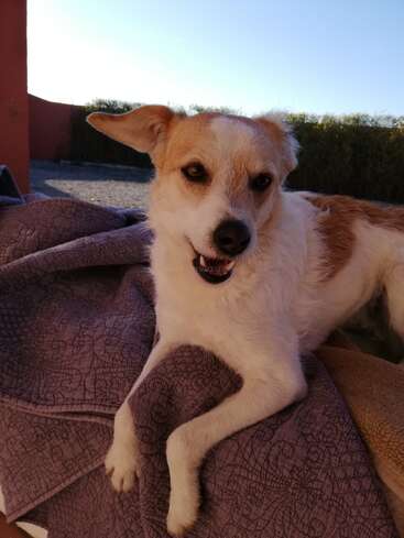 Ein fröhlicher, kleiner Hund mit weißem und braunem Fell macht es sich auf einer Steppdecke im Freien bequem, mit einem aufgestellten Ohr und bei strahlendem Sonnenschein.