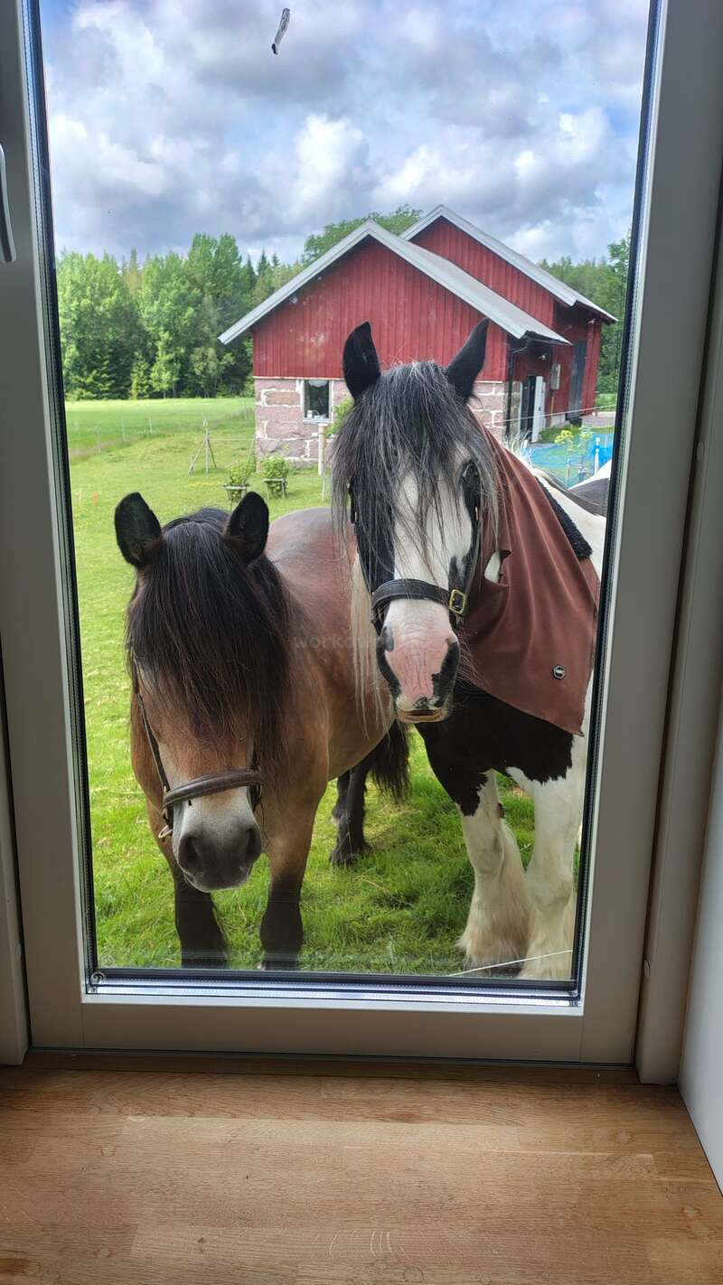 Deux adorables chevaux se tiennent à l'extérieur d'une porte vitrée et regardent curieusement à l'intérieur. Derrière eux, il y a une grange rouge, de l'herbe verte, des arbres et un ciel nuageux.