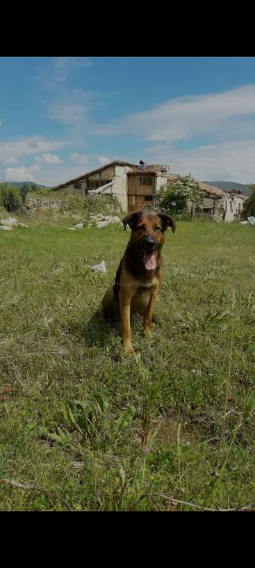 A happy brown and black dog sits on green grass, tongue out, in front of old rustic houses with mountains and a blue sky in background.