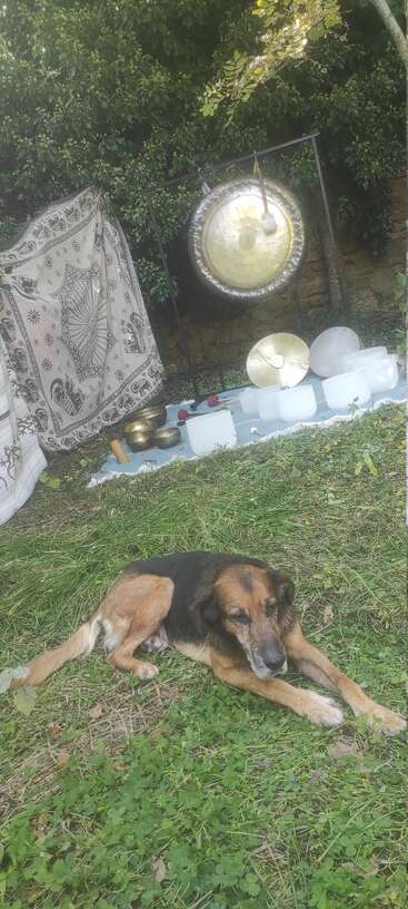 A relaxed dog lies on green grass in front of a gong, Tibetan singing bowls, crystal bowls, and decorative tapestry, creating a serene outdoor atmosphere.