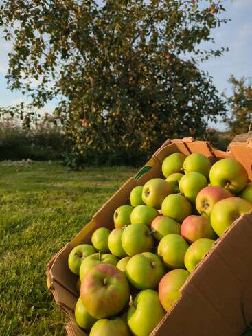 Una caja de cartón llena de manzanas verdes recién recolectadas está colocada sobre la hierba de un huerto, con un manzano lleno de fruta al fondo.