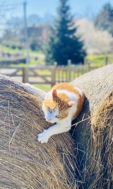 Un chat roux et blanc se prélasse confortablement sur de grosses bottes de foin dans un cadre rural ensoleillé, avec des arbres verts et une clôture en bois en arrière-plan.