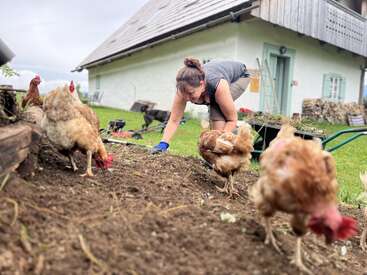 A woman is gardening in front of a rustic house, surrounded by several chickens pecking at the soil, creating a lively and rural farm scene.