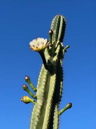 Un alto cactus verde se recorta contra un cielo azul claro, luciendo varios capullos y una gran flor blanca en plena floración, que irradia belleza y resistencia.