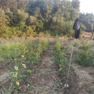 The image depicts a garden with rows of tomato plants, featuring green tomatoes, and a black hat on a pole in the foreground, set against a backdrop of trees.