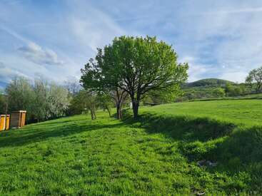 L'image représente un paysage serein composé d'un champ verdoyant, d'un arbre solitaire et d'une petite structure en bois, le tout dans un ciel bleu parsemé de nuages.