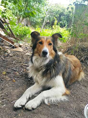 L'image représente un chien couché sur le sol, entouré de terre et de débris, sur un fond serein d'arbres et de buissons. La fourrure du chien est principalement brune et blanche.