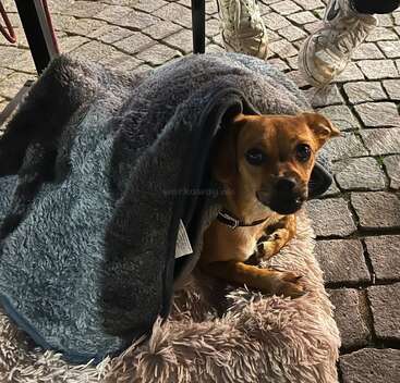 A small brown dog sits on a fluffy mat, partially covered by a gray blanket, looking up. Cobblestone ground and sneaker-clad feet are visible nearby.