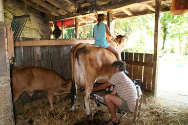En un granero rústico, un hombre está ordeñando una vaca mientras una niña con un vestido azul está sentada sobre el lomo de la vaca. Cerca de allí hay un ternero.