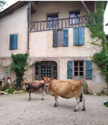 Two cows stand on a gravel path in front of a rustic house with blue shutters, climbing ivy, and wooden balcony, creating a peaceful rural scene.