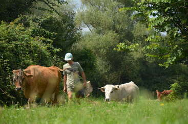 La imagen muestra a una persona caminando por un campo cubierto de hierba con dos vacas, una marrón y otra blanca, en una zona boscosa en un día soleado.