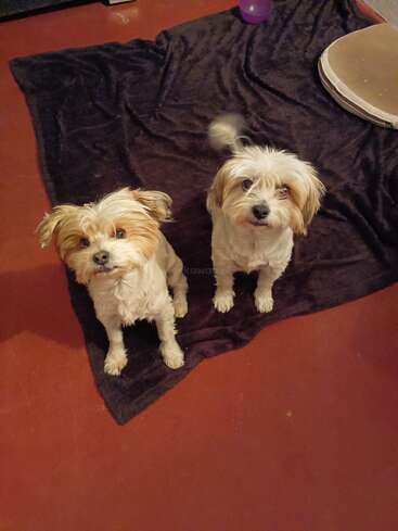 The image shows two small white dogs with brown ears on a black blanket on the floor, looking up at the camera.