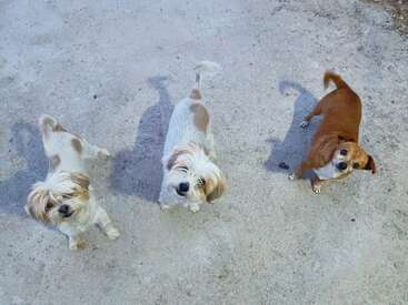 The image depicts three small dogs standing on a concrete surface, gazing up at the camera with their tails wagging and ears perked up.