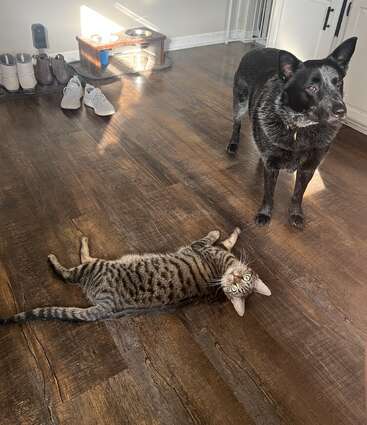 A black dog stands alertly on a wooden floor while a tabby cat lies stretched out, looking up. Shoes and pet bowls are visible in the background.