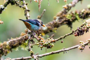 A colorful bird with blue, brown, and black feathers perches on a mossy branch, eating a small fruit. The background is blurred, highlighting the bird.