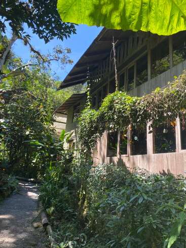This image shows a rustic wooden building surrounded by lush green foliage. Sunlight filters through large leaves, casting shadows. A gravel path winds through the vibrant garden.
