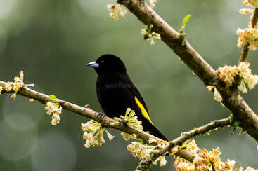 A black bird with a yellow wing patch and blue beak perches on a flowering branch, surrounded by soft, green, out-of-focus natural background. Peaceful scene.