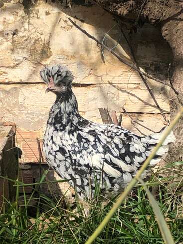 L'image représente un poulet noir et blanc debout devant un mur de pierre, entouré d'herbe et de brindilles, la tête tournée vers la gauche.