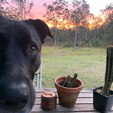 Un primer plano de un curioso perro negro ocupa parte del encuadre. Al fondo se ven cactus en macetas, un campo, árboles y una puesta de sol de colores vivos.
