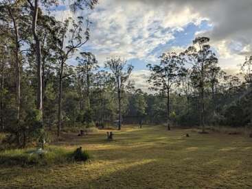 Un claro tranquilo en el bosque, con árboles altos y un espacio abierto cubierto de hierba. La luz del sol se filtra suavemente a través de las nubes, proyectando sombras y creando una atmósfera serena y natural.