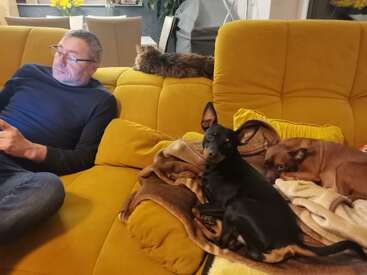Un hombre está sentado en un sofá amarillo, usando su teléfono. Dos perros pequeños descansan sobre una manta cerca, mientras que un gato descansa en el respaldo. Una tarde acogedora.