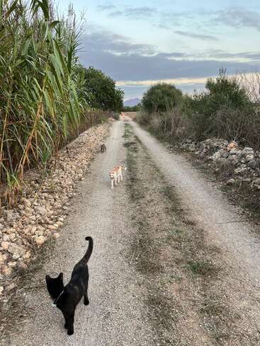 Un camino de tierra se extiende en la distancia. Tres gatos caminan por el sendero, rodeados de hierba alta, rocas y arbustos bajo un cielo nublado.