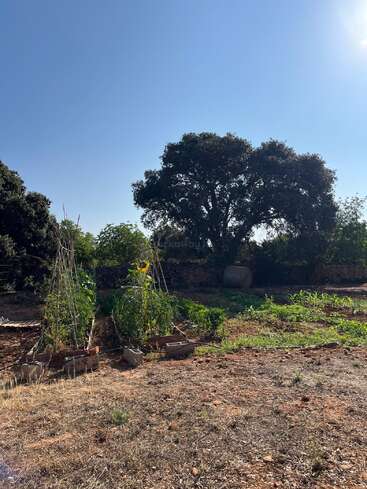 Un huerto bajo un cielo azul despejado, con bancales elevados, enrejados para las plantas y un gran árbol que da sombra al fondo. Un apacible entorno rural.