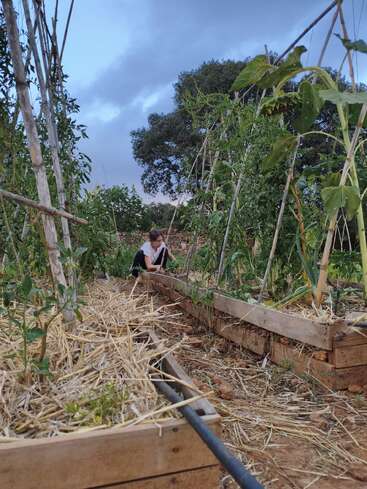 Una persona cuida las plantas de un huerto elevado. El jardín tiene soportes de madera, mantillo de paja y un exuberante verdor bajo un cielo nublado.
